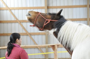 Joe showing Marcia how to fly as horse guide of Unbridled Prosperity