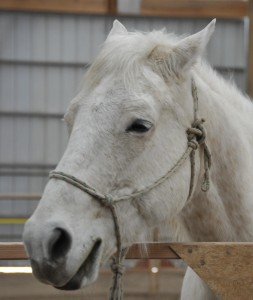 Misty - Horse Guide and Facilitator for the Unbridled Prosperity